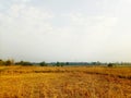 field ,framland ,landscape ,sky ,tree