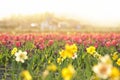 Field with fresh beautiful narcissus flowers on sunny