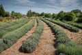 Field of fresh blooming lavender herbal plants Royalty Free Stock Photo