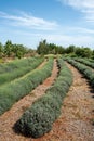 Field of fresh blooming lavender herbal plants Royalty Free Stock Photo