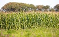 Field of fresh green corn plants Royalty Free Stock Photo