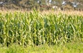Field of fresh green corn plants Royalty Free Stock Photo