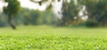 field of fresh green grass in a park as background Royalty Free Stock Photo