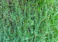 Close-up full frame green grass background bougainvillea leave. non-flower.