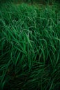 Field of fresh green juicy tall young grass close-up with drops of water after summer rain. Texture of vegetation on the ground. Royalty Free Stock Photo