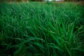 Field of fresh green juicy tall young grass close-up with drops of water after summer rain. Texture of vegetation. Royalty Free Stock Photo