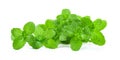Fresh mint leaf close up on white background Royalty Free Stock Photo