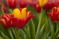 field of fresh mixed white, yellow, red, pink, orange, purple tulip flower. Royalty Free Stock Photo