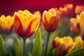 field of fresh mixed white, yellow, red, pink, orange, purple tulip flower Royalty Free Stock Photo