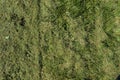 Field of fresh mowed green grass texture as a background, top view Royalty Free Stock Photo