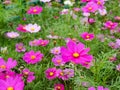 The field of fresh and natural colorful cosmos flower