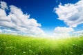 Field of fresh summer grass Royalty Free Stock Photo