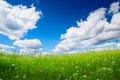 Field of fresh summer grass Royalty Free Stock Photo