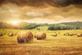 Field of freshly bales of hay Royalty Free Stock Photo