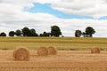 Field with freshly bales of hay Royalty Free Stock Photo