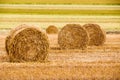 Field with freshly bales of hay Royalty Free Stock Photo