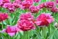 A field of fringed double crimson purple tulip flowers Royalty Free Stock Photo