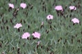 Field of fringed pink dianthus flowers