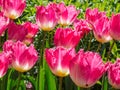 Field of fringed pink tulips for a spring-themed background