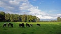 Field with frisian cows at the Duivelshof in Losser Royalty Free Stock Photo