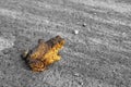 Field frog. Contrast photo of a field frog on a gray earthy soil. Close up view