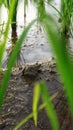 a field frog is sunbathing Royalty Free Stock Photo
