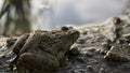 a field frog is sunbathing Royalty Free Stock Photo