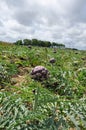A field full of Artichokes