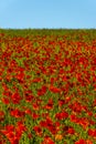 Field full of beautiful, red Common poppy flowers gleaming under the sun Royalty Free Stock Photo