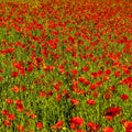 Field full of beautiful, red Common poppy flowers gleaming under the sun Royalty Free Stock Photo