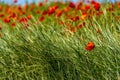 Field full of beautiful, red Common poppy flowers gleaming under the sun Royalty Free Stock Photo