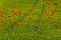 Field full of beautiful, red Common poppy flowers gleaming under the sun Royalty Free Stock Photo