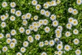 Field full of bloomed daises in bright sun