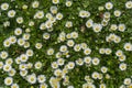 Field full of bloomed daises in bright sun. Royalty Free Stock Photo