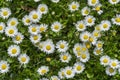 Field full of bloomed daises in bright sun. Royalty Free Stock Photo