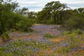 Field full of Bluebonnets and Indian Paintbrush in the Texas Hill Country, Texas Royalty Free Stock Photo