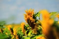 Field full of bright yellow sunflowers with green leaves on a sunny day Royalty Free Stock Photo