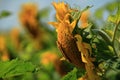 Field full of bright yellow sunflowers with green leaves on a sunny day Royalty Free Stock Photo