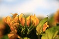 Field full of bright yellow sunflowers with green leaves on a sunny day Royalty Free Stock Photo