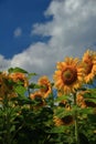 Field full of bright yellow sunflowers with green leaves on a sunny day Royalty Free Stock Photo