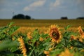 Field full of bright yellow sunflowers with green leaves on a sunny day Royalty Free Stock Photo