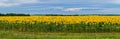 A field full of bright yellow sunflowers with high green stems against a clear blue sky Royalty Free Stock Photo