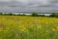 Field full of colorful flowers with lake in background