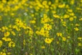 Field Full Of Common Madia Blooms In Summer Royalty Free Stock Photo