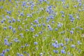 Field full of cornflowers