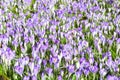 Field full of croci 3 Royalty Free Stock Photo