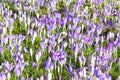 Field full of croci 1 Royalty Free Stock Photo