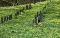 Field full of daffodils Royalty Free Stock Photo