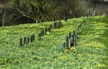 Field full of daffodils Royalty Free Stock Photo