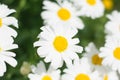 A field full of daisies, with green leaves